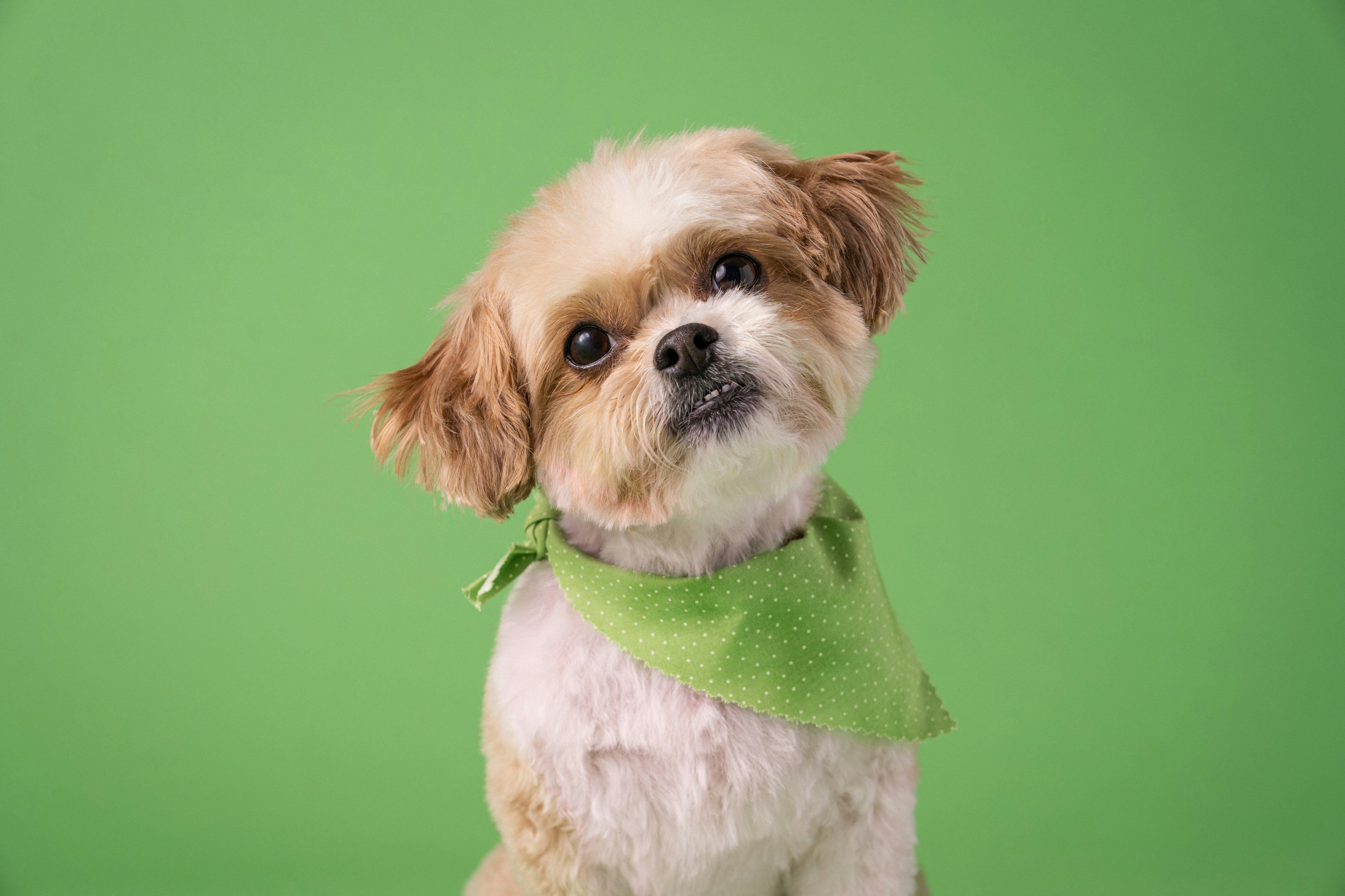 Shih Tzu Puppy Grooming Tips Every Pet Owner Should Know